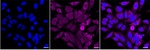 Aconitase 2 Recombinant Rabbit Monoclonal Antibody (23GB1585)