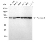 Aconitase 2 Antibody in Western Blot (WB)