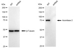Aconitase 2 Antibody in Western Blot (WB)