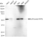 p53 Antibody in Western Blot (WB)