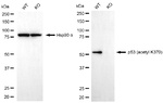 p53 Antibody in Western Blot (WB)