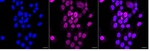 p53 Recombinant Rabbit Monoclonal Antibody (25GB3250)