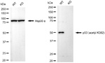 p53 Antibody in Western Blot (WB)