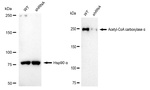 Acetyl-CoA Carboxylase Antibody in Western Blot (WB)