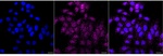 ACADM Recombinant Rabbit Monoclonal Antibody (25GB3145)