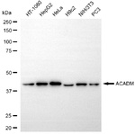 ACADM Antibody in Western Blot (WB)