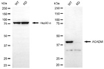 ACADM Antibody in Western Blot (WB)