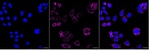 ACADM Recombinant Rabbit Monoclonal Antibody (25GB550)