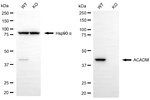 ACADM Antibody in Western Blot (WB)
