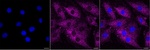 ABCF2 Monoclonal Antibody (25GB3795)