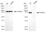 ABCF2 Antibody in Western Blot (WB)