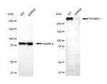 53BP1 Antibody in Western Blot (WB)