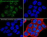TPI1 Antibody in Immunocytochemistry (ICC/IF)