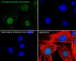 TPI1 Antibody in Immunocytochemistry (ICC/IF)