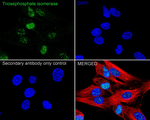 TPI1 Antibody in Immunocytochemistry (ICC/IF)