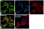 TPI1 Recombinant Rabbit Monoclonal Antibody (PSH14-38)