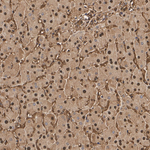 TPI1 Antibody in Immunohistochemistry (Paraffin) (IHC (P))