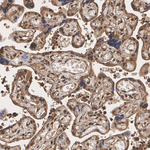 TPI1 Antibody in Immunohistochemistry (Paraffin) (IHC (P))