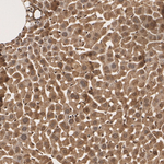 TPI1 Antibody in Immunohistochemistry (Paraffin) (IHC (P))