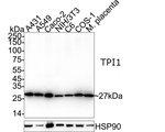 TPI1 Antibody in Western Blot (WB)
