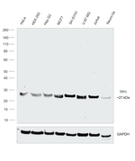 TPI1 Antibody in Western Blot (WB)