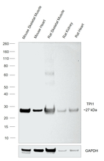 TPI1 Antibody in Western Blot (WB)