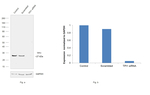 TPI1 Antibody in Western Blot (WB)