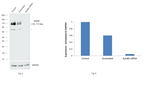 EphB2 Antibody