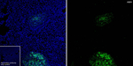 AMH Antibody in Immunohistochemistry (Frozen) (IHC (F))