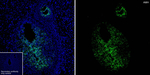 AMH Antibody in Immunohistochemistry (Frozen) (IHC (F))