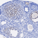 AMH Antibody in Immunohistochemistry (Paraffin) (IHC (P))