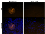 AMH Recombinant Rabbit Monoclonal Antibody (PSH13-48)