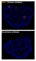 AMH Antibody in Immunohistochemistry (Paraffin) (IHC (P))