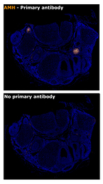 AMH Antibody in Immunohistochemistry (Paraffin) (IHC (P))