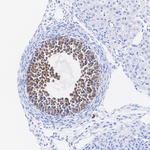 AMH Antibody in Immunohistochemistry (Paraffin) (IHC (P))