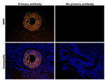 AMH Antibody in Immunohistochemistry (Paraffin) (IHC (P))