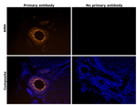 AMH Antibody in Immunohistochemistry (Paraffin) (IHC (P))