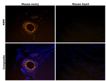 AMH Antibody in Immunohistochemistry (Paraffin) (IHC (P))