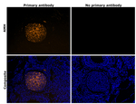 AMH Antibody in Immunohistochemistry (Paraffin) (IHC (P))