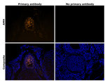 AMH Antibody in Immunohistochemistry (Paraffin) (IHC (P))