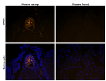 AMH Antibody in Immunohistochemistry (Paraffin) (IHC (P))
