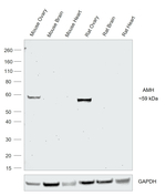AMH Antibody