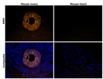 AMH Antibody