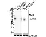 AMH Antibody in Western Blot (WB)