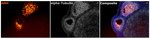 AMH Antibody in Multiplex Immunohistochemistry (mIHC)
