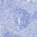 SFTPC Antibody in Immunohistochemistry (Paraffin) (IHC (P))