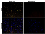SFTPC Antibody