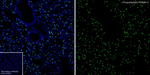 SFTPC Antibody in Immunohistochemistry (Paraffin) (IHC (P))