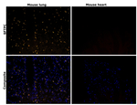 SFTPC Antibody