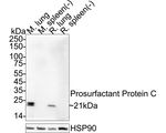 SFTPC Antibody in Western Blot (WB)